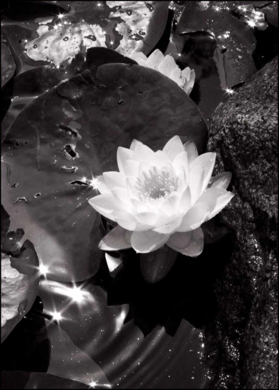 Water Lily Single Poster Print by David Gray - Item # VARPDXDG131